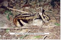 Annamite striped Rabbit (Nesolagus timminsi)