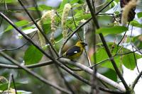 Black-thighed Grosbeak