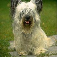 Skye Terrier