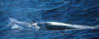 Bryde's Whale Balaenoptera edeni