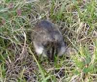 The    Siberian lemming is a rodent with a body length of about 15 cm, the size of     a Watervo...