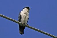 Philippine Falconet Microhierax erythrogenys Endemic