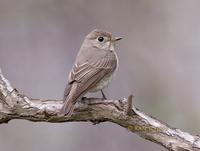 Asian brown flycatcher C20D 03578.jpg