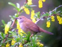 Southern Spotted Bush-Warbler