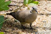 Red Turtle Dove 火斑鳩  O9W4340.jpg