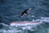 FT0174-00: Atlantic Puffin in flight