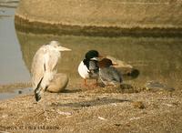 비오리 Common Merganser Mergus merganser