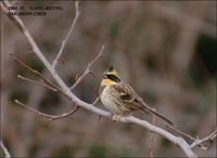 Yellow-throated Bunting Emberiza elegans 노랑턱멧새