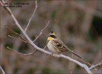 Yellow-throated Bunting Emberiza elegans 노랑턱멧새