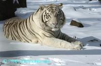 Panthera tigris altaica