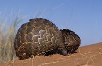 Pangolin, Manis temminckii, Curls into a ball when disturbed, Kgalagadi Transfrontier Park, Kala...