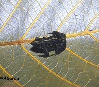 : Adenomera martinezi