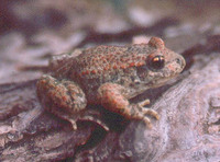 : Alytes obstetricans; Midwife Toad