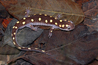 : Ambystoma maculatum; Spotted Salamander