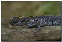 : Ambystoma macrodactylum krausei; Long-toed Salamander