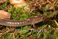 : Ambystoma texanum; Small-mouthed Salamder