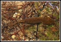 : Dicamptodon tenebrosus; Pacific Giant Salamander