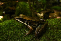 : Rana maculata