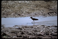 : Scopus umbretta; Hammerkop