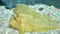 : Taenianotus triacanthus; Leaf Scorpionfish