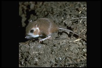 : Dipodomys heermanni; Heermann Kangaroo Rat