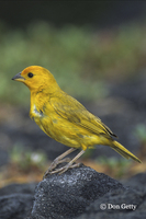 : Sicalis flaveola; Saffron Finch