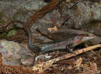 : Carlia rhomboidalis