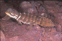 : Hoplocercus spinosus