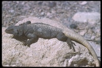 : Sauromalus obesus obesus; Western Chuckwalla