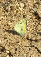 : Nathalis iole; Dainty Sulphur