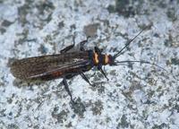 : Pteronarcys californica; Golden Stonefly