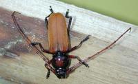 : Tragidion armatum; Agave Longhorned Beetle