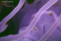 : Pelagia colorata; Purple-striped Jelly