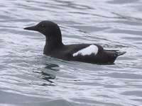 Black Guillemot