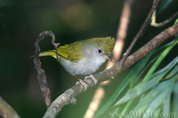 White-bellied Yuhina 白腹鳳(眉鳥)