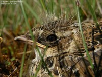 Sanglærke (Alauda arvensis) Foto/billede af