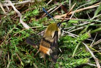 Smalrandet humlebisværmer (Hemaris tityus) Foto/billede af