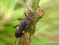 Xylosteus spinolae spinolae