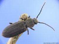 Asemum striatum - Black Spruce Borer