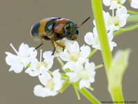 Coptocephala unifasciata unifasciata var. quadrimaculata