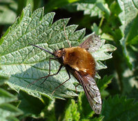 Bombylius discolor