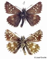 Pyrgus serratulae - Olive Skipper