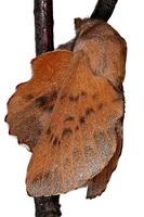 Phyllodesma tremulifolia