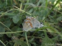 Aricia agestis - Brown Argus