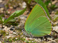 Callophrys rubi - Green Hairstreak