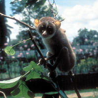 Slender loris (Loris tardigradus)