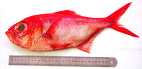 Beryx splendens, Splendid alfonsino: fisheries