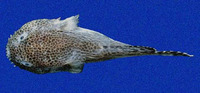 Gobiesox papillifer, Bearded clingfish: