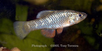 Lucania parva, Rainwater killifish: aquarium