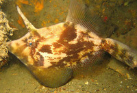 Monacanthus chinensis, Fan-bellied leatherjacket: fisheries